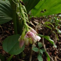 Geodorum densiflorum (Lam.) Schltr.